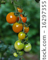  櫻桃西紅柿 16297355