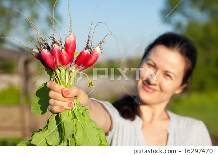 Woman shows a radish sheaf 16297470
