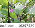 茄子花 16297520