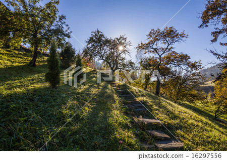 The path in a beautiful sunny garden The path in a beautiful sunny garden 16297556