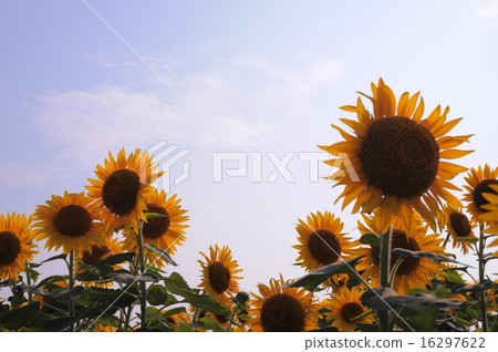 Sunflower field Sunflower field 16297622