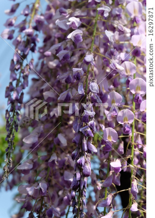 紫色的垂枝植物 紫色的垂枝植物 16297871