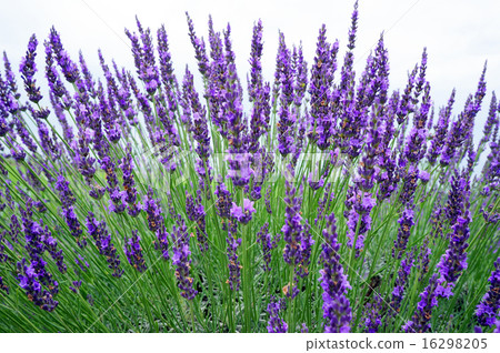 Lavender field Lavender field 16298205