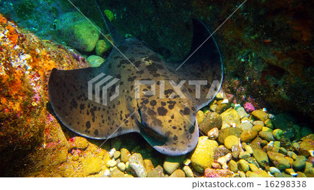 Flying fish 16298338