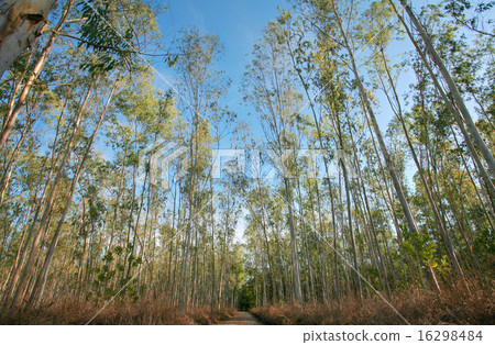 nature tree. pathway in the forest 16298484