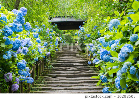 Meizukiin Yamamoto繡球花 16298503