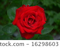 玫瑰 16298603