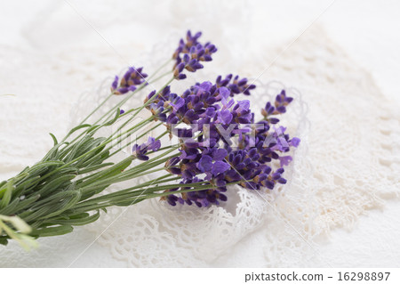 lavender lavender 16298897