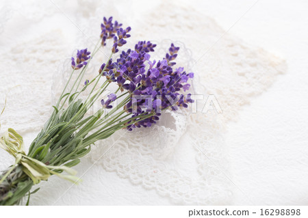 lavender lavender 16298898