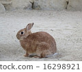 Rabbit  16298921