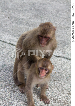 Baby by Japanese monkey Baby by Japanese monkey 16299256