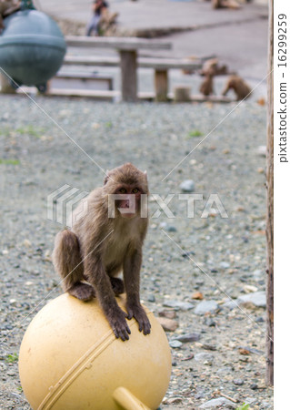 Japanese macaque Japanese macaque 16299259
