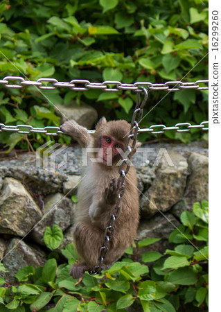 Japanese macaque Japanese macaque 16299260