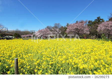 Rape blossoms at Ashana Park Rape blossoms at Ashana Park 16299273