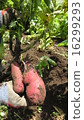 Northern ruby (potato) 16299293