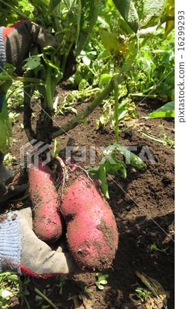 Northern ruby (potato) Northern ruby (potato) 16299293