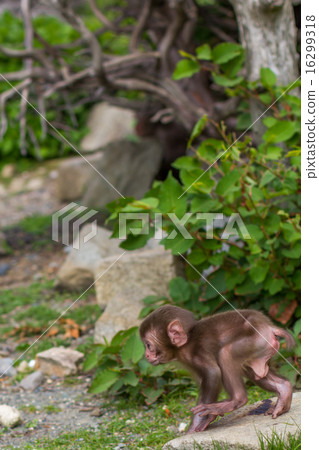 Baby by Japanese monkey Baby by Japanese monkey 16299318