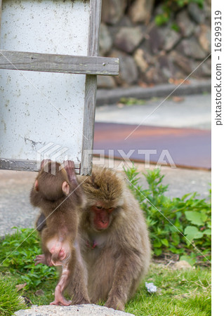 Parent and child of Japanese ape Parent and child of Japanese ape 16299319