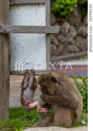 Parent and child of Japanese ape 16299320