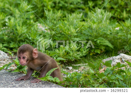 Baby by Japanese monkey 16299321