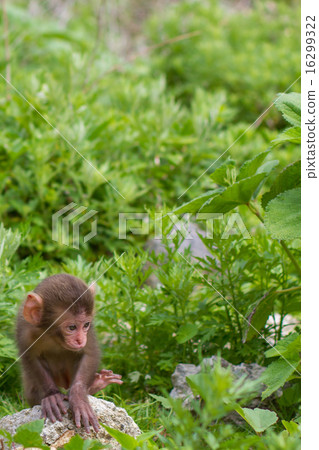 Baby by Japanese monkey 16299322
