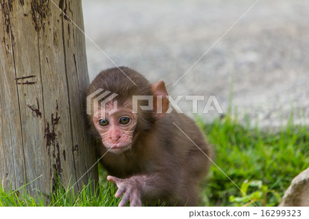 Baby by Japanese monkey 16299323