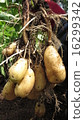 Koror (potato) 16299342