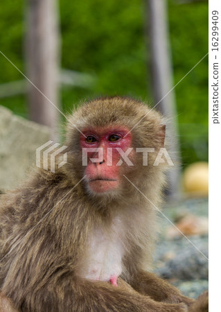 Japanese macaque 16299409