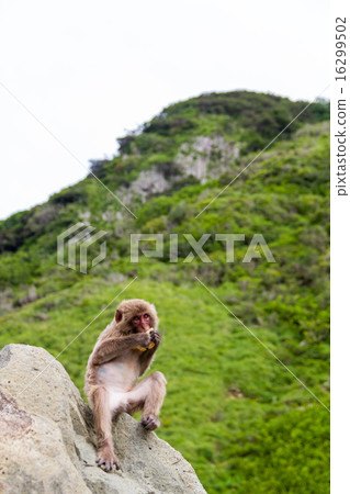 Japanese macaque 16299502