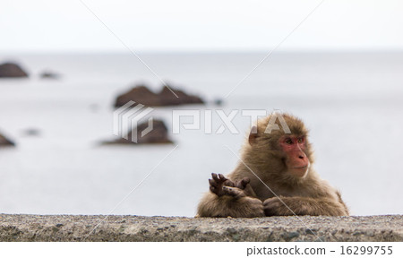 Japanese macaque 16299755