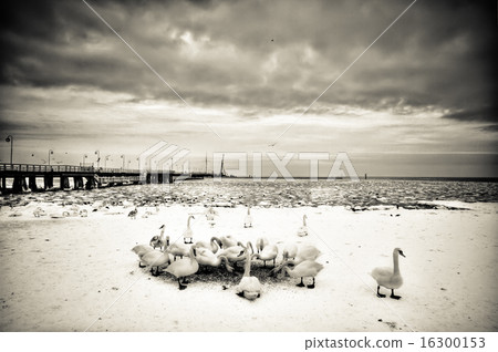 wooden pier 16300153