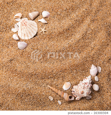 frame from various shells on sand frame from various shells on sand 16300304