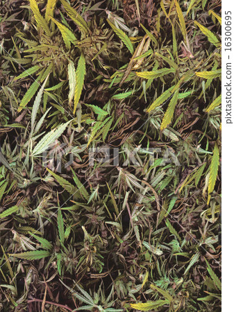 Cannabis Leaf Background 16300695