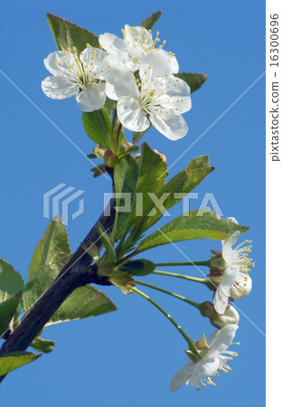 CherryFlower 16300696
