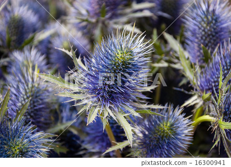 Thistle flower background. Shadowed angles. 16300941