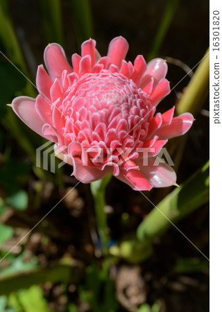 Torch Ginger ( Etlingera elatior ) Torch Ginger ( Etlingera elatior ) 16301820