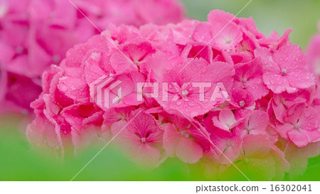 Hydrangea 16: 9 Hydrangea 16: 9 16302041