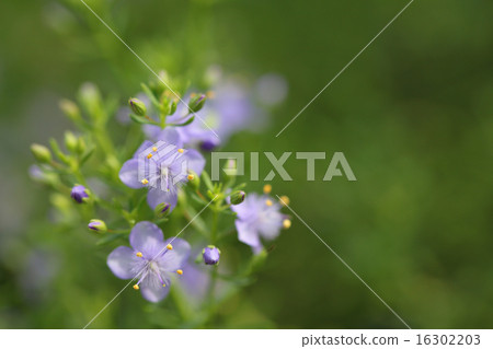 Scoperaria·小圖圖·藍霧花 16302203