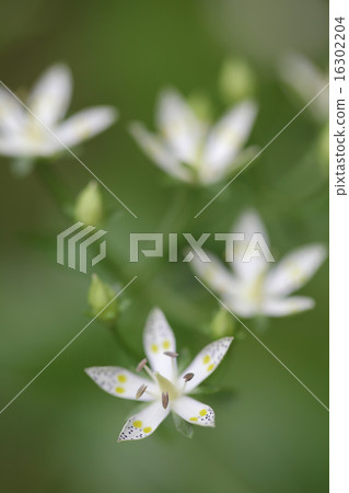 Akebonosou花 16302204