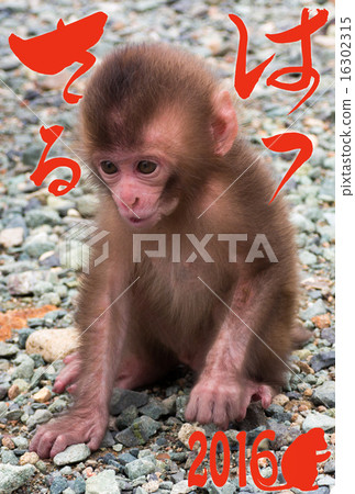 Baby monkey 16302315