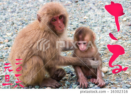 Brothers and Monkeys 16302316
