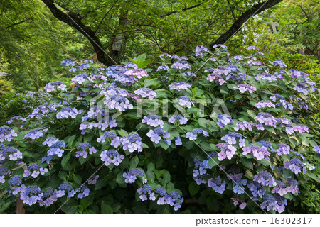 Takahata Fudo Tadashi Hydrangea 16302317