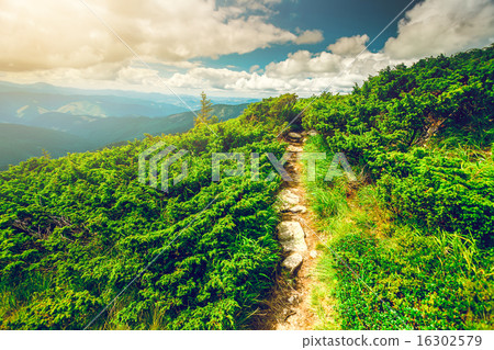 Mountain path in Carpathians, Ukraine. 16302579