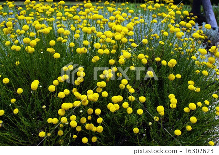 Santorina · Green 16302623