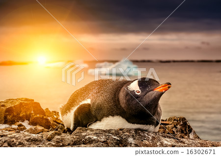 penguin in Antarctica 16302671