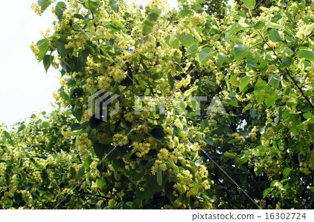 Yellow flowers of the scallops Yellow flowers of the scallops 16302724