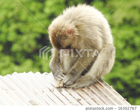 A monkey A monkey 16302767