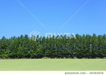 卡拉松森林與上富良野町北海道和麥田 卡拉松森林與上富良野町北海道和麥田 16302856