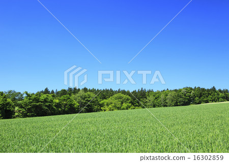 Hokkaido Kamifurano-cho Wheat field and miscellaneous forest Hokkaido Kamifurano-cho Wheat field and miscellaneous forest 16302859