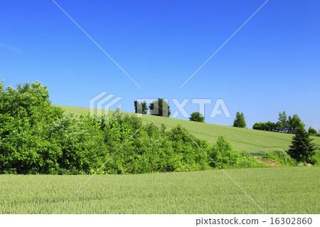 Hokkaido Kamifurano Town Colored wheat fields and groves 16302860